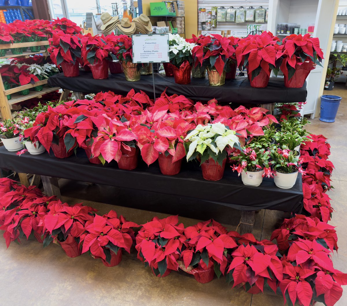 Poinsettias, Norfolk Island Pine, Frosty Fern, and Cyclamen - All available now at our nursery!

Poinsettias and Frosty Fern starting at $9.99, Norfolk Island Pine for $14.99, and Cyclamen is $8.99.
