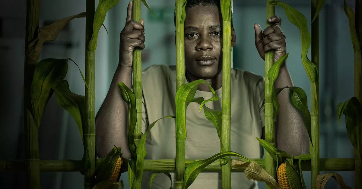 HBCUGreenFund's tweet photo. Greenpeace: Kenya’s government has introduced a Seed and Plant varieties Act which prohibits farmers from sharing, exchanging or selling uncertified and unregistered seeds. This law is punitive &amp; against #SeedSovereignity

Sign up … https://t.co/6m8Z6zo6Yg