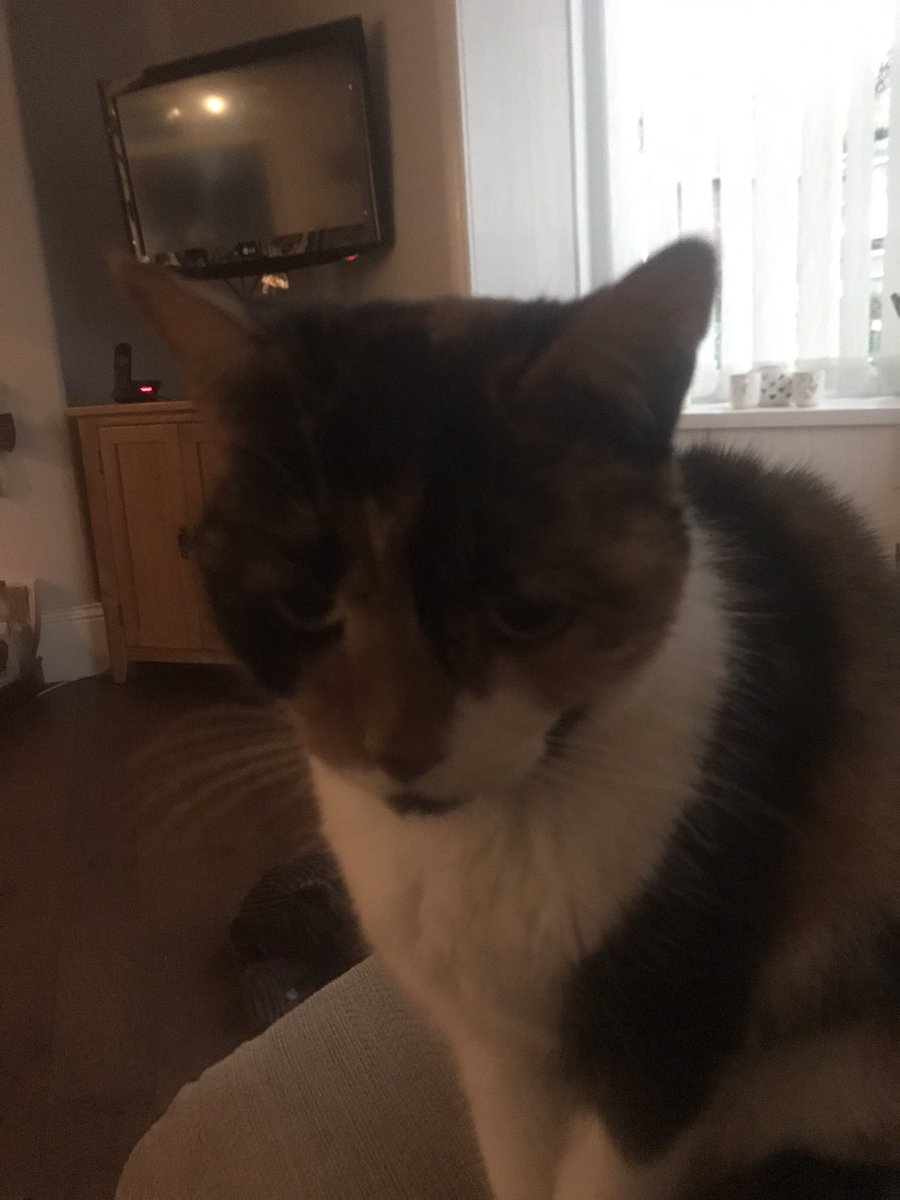 My little girl had her last cuddle as she took her final breathe hours after these photos were taken. 15 years &amp; 8 months of fun laughter and nighttime hugs night night smudge. You are greatly missed.