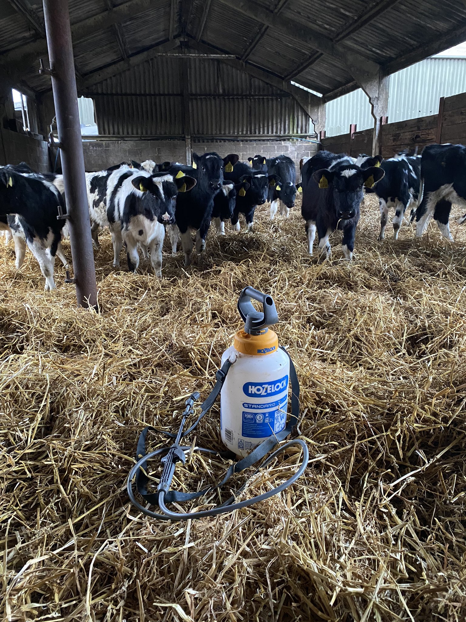 Dan Burdett on Twitter "Calves being weaned and coming in for the
