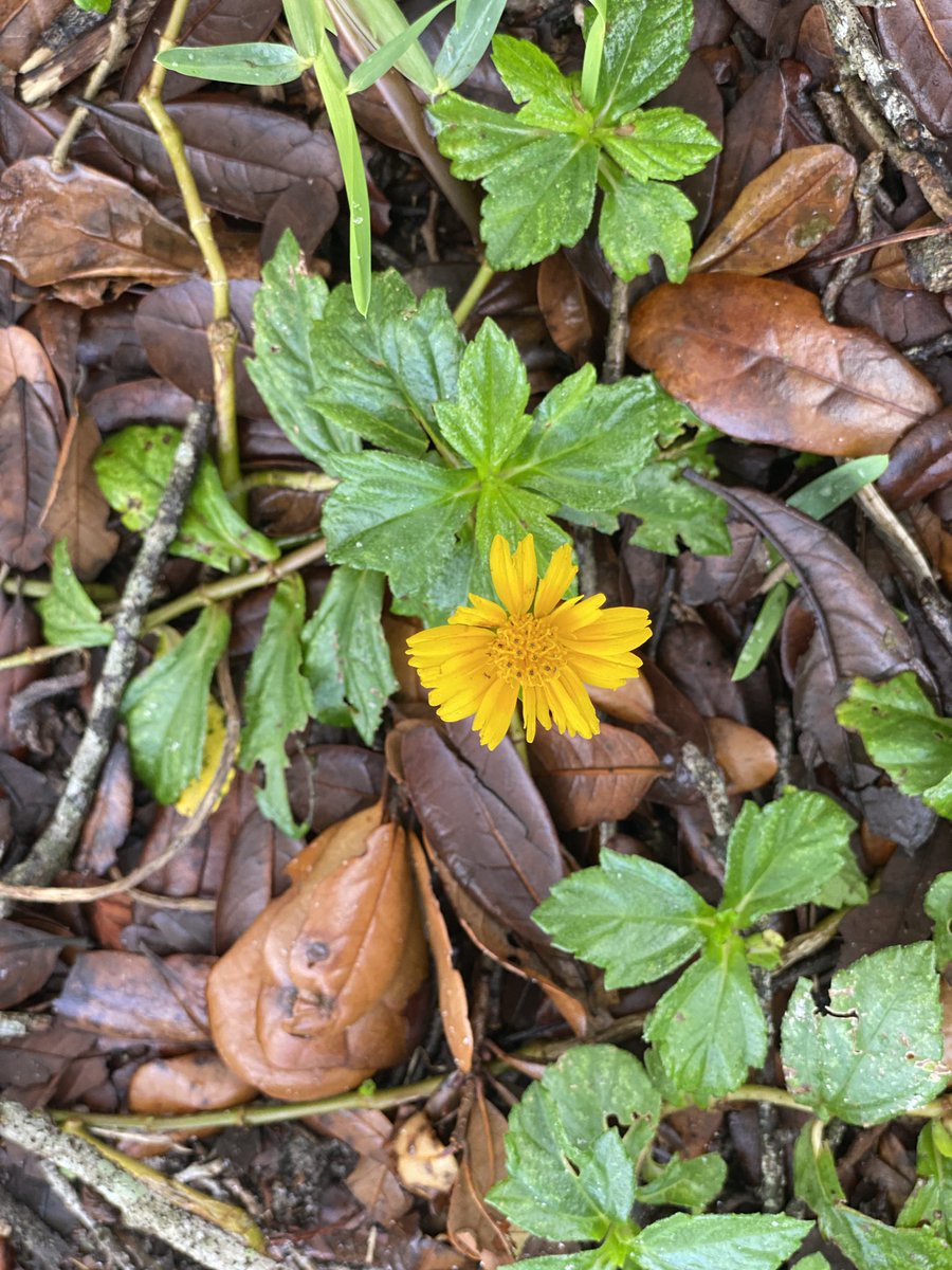 KadeneC's tweet photo. It’s often the simple things in life. Today I’m #grateful for this ‘weed flower’ I noticed after my morning walk. It brought a huge smile to my face &amp; heart. 1 tiny spot of yellow life amid the decay of fall leaves - brought sunshine to my soul. What are you #grateful for today? https://t.co/BMBnntB5YJ