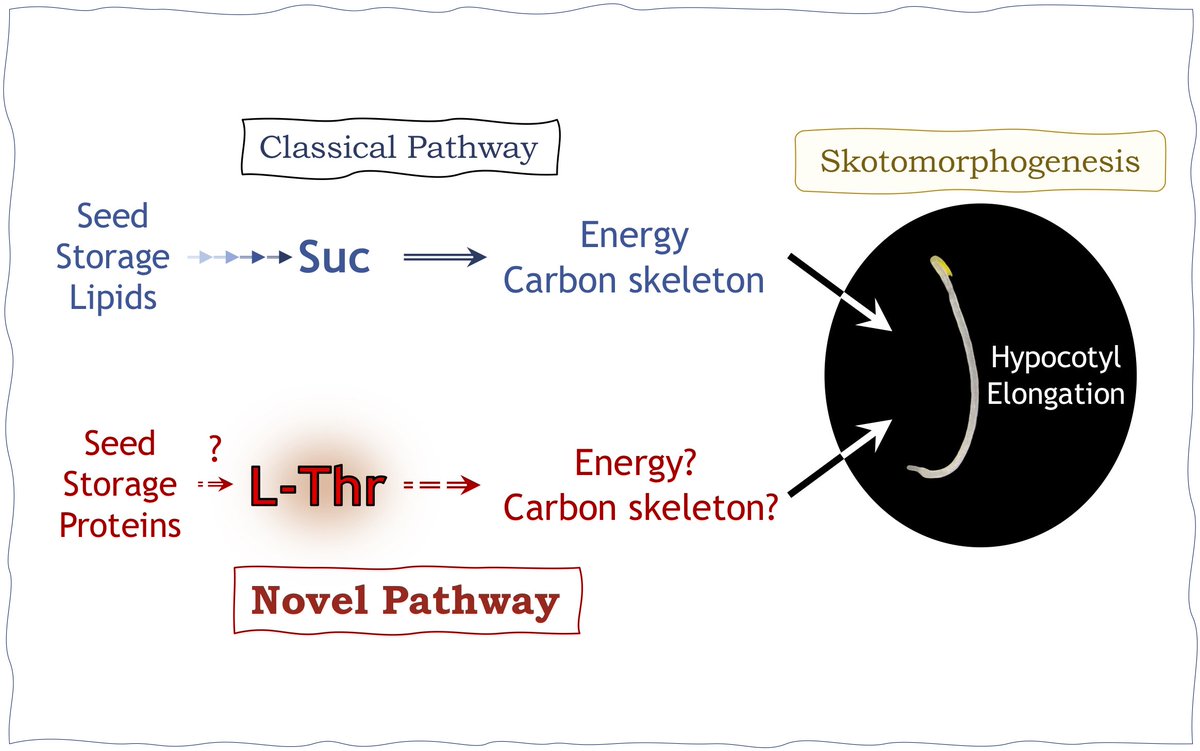 qpb_journal's tweet photo. 🚨New Article🚨
“Skotomorphogenesis exploits threonine to promote hypocotyl elongation”
👉https://t.co/rE4BwMg6AW
#Arabidopsisthaliana #hypocotyllength #peroxisome #IBR10 #metabolomics #threonine #openaccess #plantsci
@kazukisaito @k_toyo @TokyoGakugei #RIKEN_CSRS @riken_en https://t.co/WCOJy8bn57
