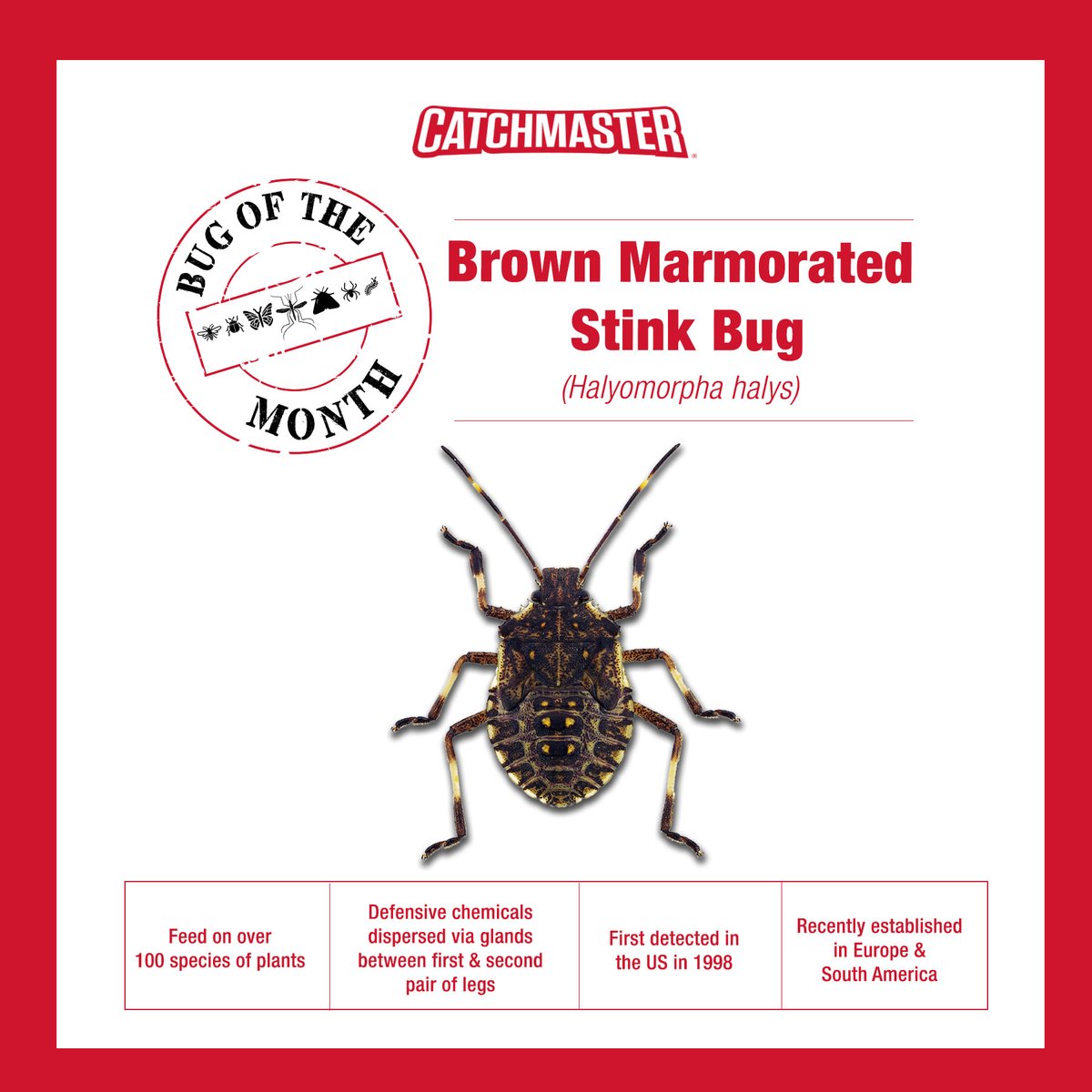 Catchmaster's tweet image. The November Bug of the Month is the Stink bugs. And, well. . .they stink, especially this time of year. Consider using our 918 GloSTIK flying insect traps placed on it’s side on our 948 Giant Fly traps. Learn more here: hubs.ly/Q01sYTqd0