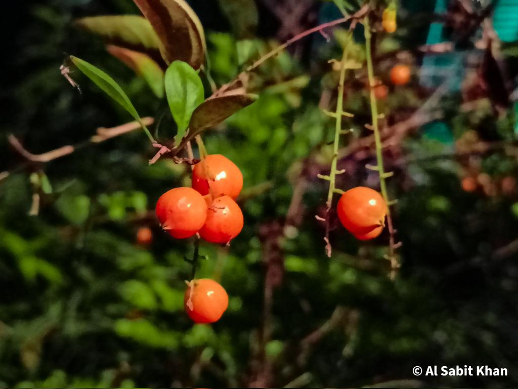 🔴Golden Dewdrop🔴
Duranta Erecta-কাঁটা মেহেদি is a species of flowering shrub in the verbena family Verbenaceae, native from Mexico to South America and the Caribbean.
Scientific name:Duranta repens
Family:Verbenaceae
Rank:Species
Kingdom:Plantae
Order:Lamiales
#photography