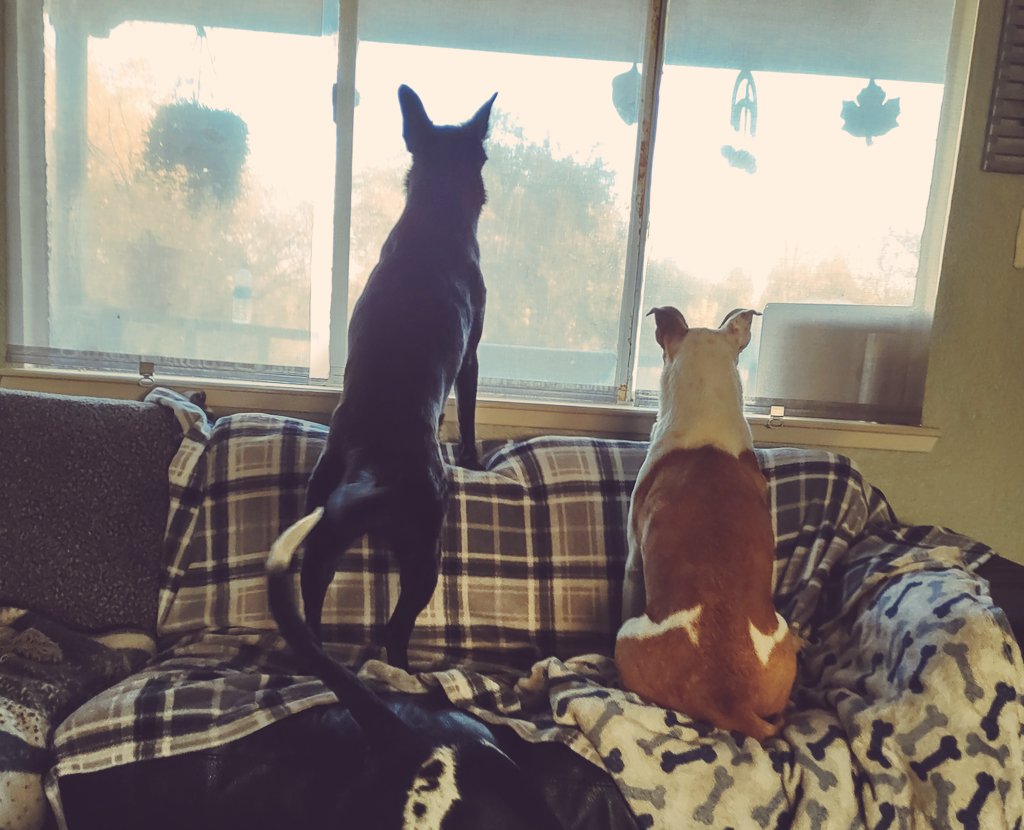 BonnieblueBlue's tweet image. Pepper and Cortie waiting for the garbage truck #GarbageDay