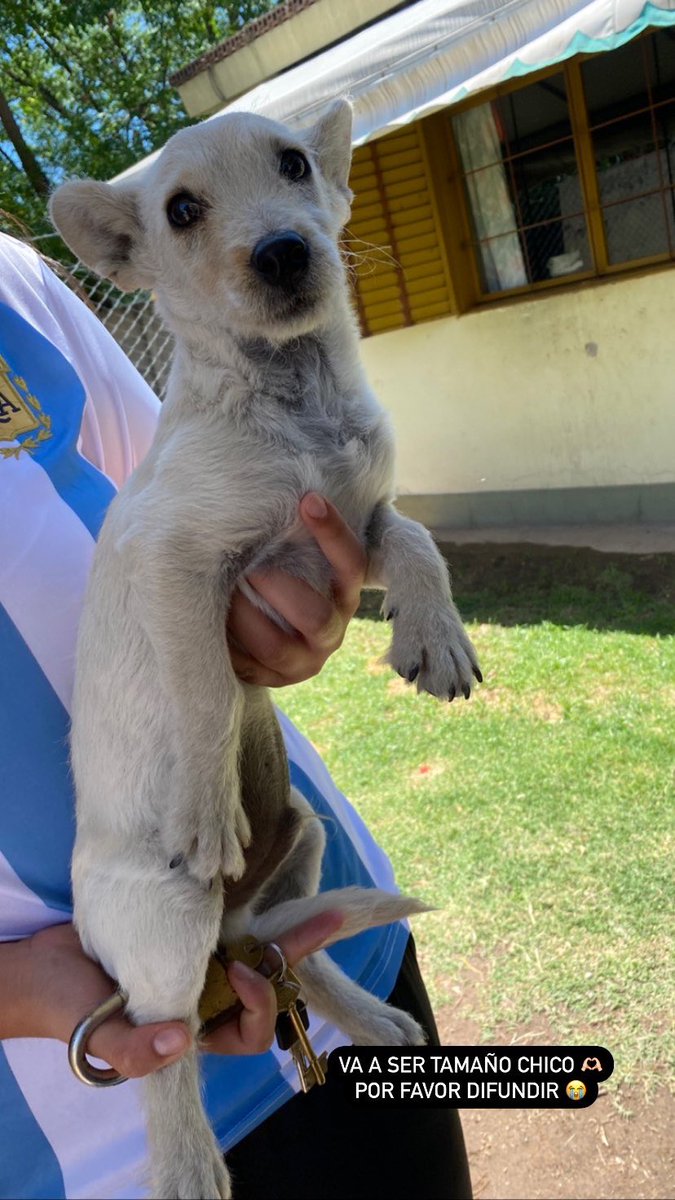 felicitascasti's tweet photo. Gente de twitter máxima difusión por favor 🙏🏻🙏🏻🙏🏻 https://t.co/PYVf1dlyt1