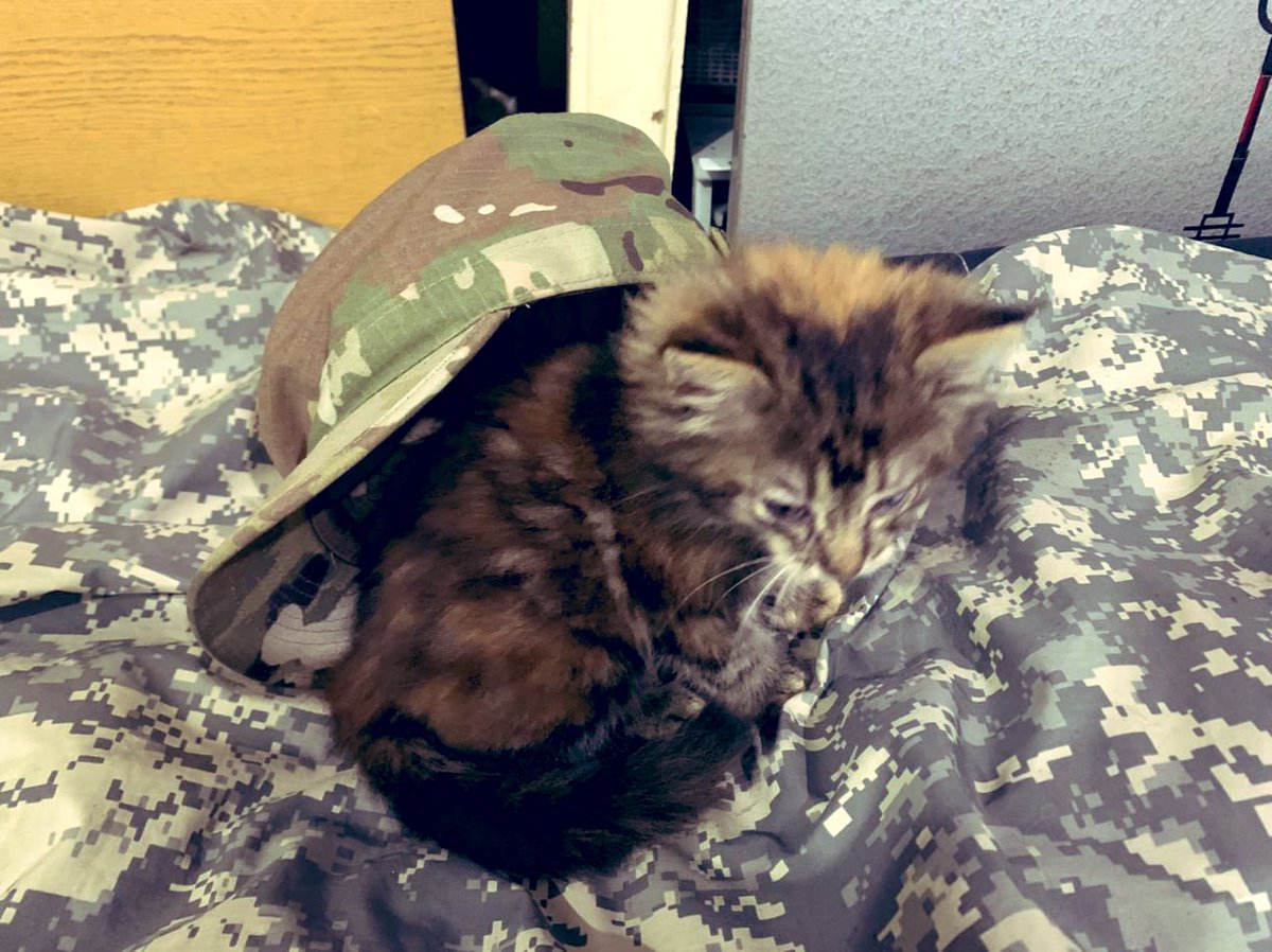 forgottenanimal's tweet photo. ❤️📈Countdown is on! #CryptoGivingTuesday is 1 WEEK AWAY! Support us in our mission to raise $25k in crypto for #cats and #dogs affected by the #war in #Ukraine️ details soon #GivingTuesday2022 #forgottenanimals #cats #KittensOfTwitter #bagseason
@TheGivingBlock
@CryptoTuesday https://t.co/Il0qZKc3o6