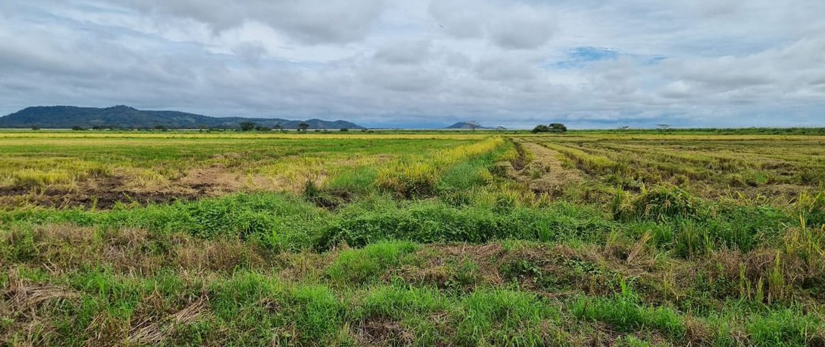 arrozFLAR's tweet photo. Como parte de la gira técnica por #Panamá🇵🇦, Gilberto Dotto, especialista del Programa de #Agronomía @arrozFLAR, hizo un recorrido por los campos de producción🌾de #SECOSA @GrupoCalesa, socio del FLAR en este país, los cuales se encuentran en cosecha👇 https://t.co/iYIN8dOrhR
