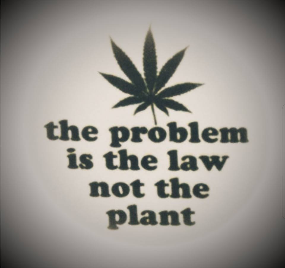 Canna World (@cannaworld4) on Twitter photo 