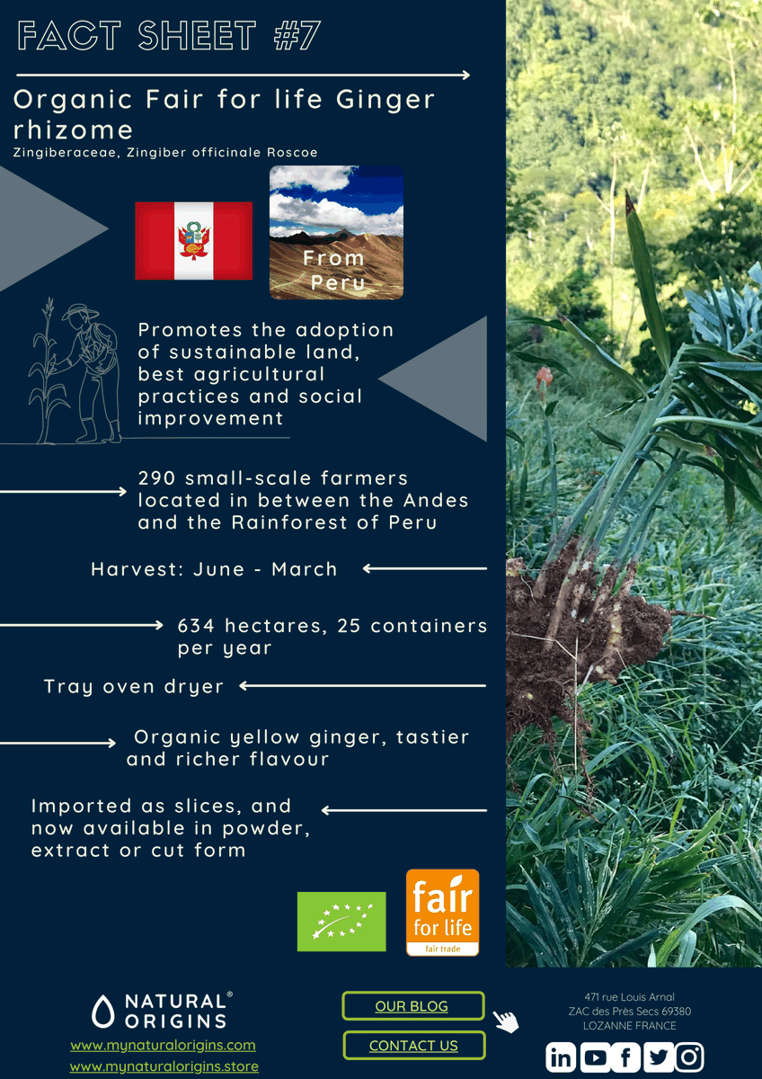 mynatorigins's tweet photo. Coming straight from the Andes, our #FairforLife #ORGANIC #Ginger is now available! Not only have we been seduced by the unique fresh #taste, it is also a good example of #sustainable and #ethical development thanks to our partner in Peru. https://t.co/GnOdiVc6yb https://t.co/iQeAU9EnGY