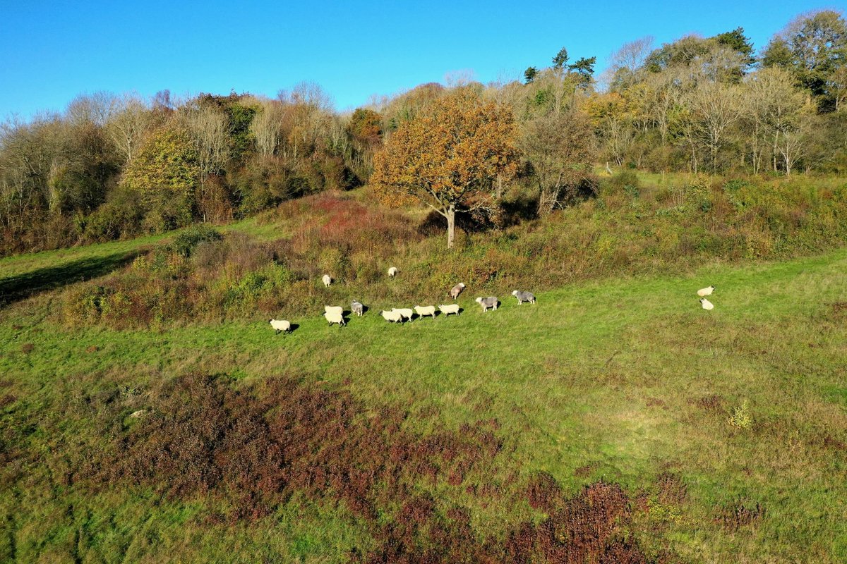 BCConservators's tweet photo. #ParkDowns is a stunning site to visit at all times of the year.
Throw on your walking boots and say hello to our special friends - they really will bring a smile to your face when you see them!
Thanks to the @Downygrazers & our stock checkers for caring for the flock ๐ https://t.co/GNWUnd8WNq