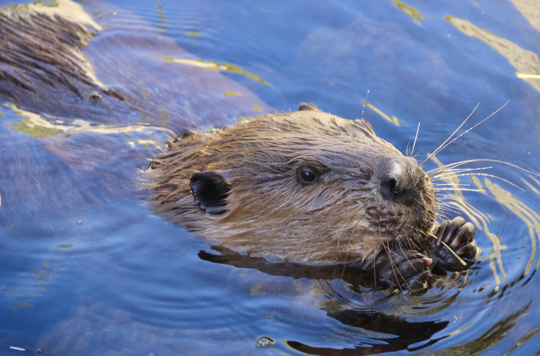 ben_a_goldfarb's tweet image. Beavers probably aren't the easiest animals to husband, and few zoos have good displays. So it was gratifying to visit the @desertmuseum last week and spend time around its lovely beaver exhibit, and the delightfully inquisitive 8-year-old female who inhabits it.
