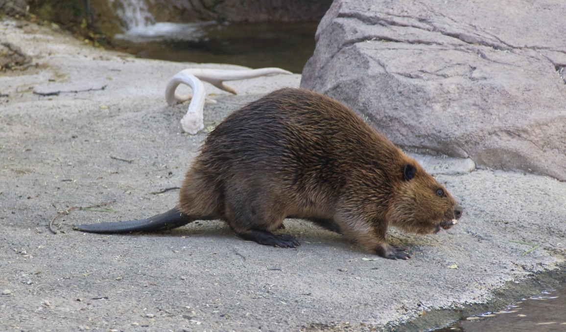 ben_a_goldfarb's tweet image. Beavers probably aren't the easiest animals to husband, and few zoos have good displays. So it was gratifying to visit the @desertmuseum last week and spend time around its lovely beaver exhibit, and the delightfully inquisitive 8-year-old female who inhabits it.