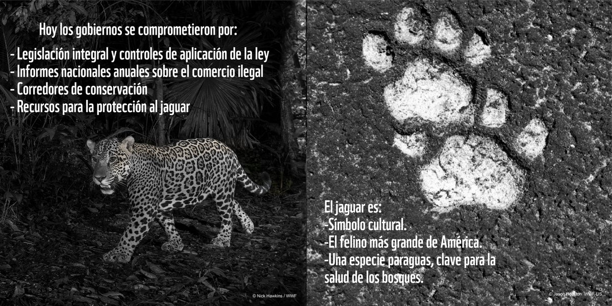 WWF_LAC tweet picture