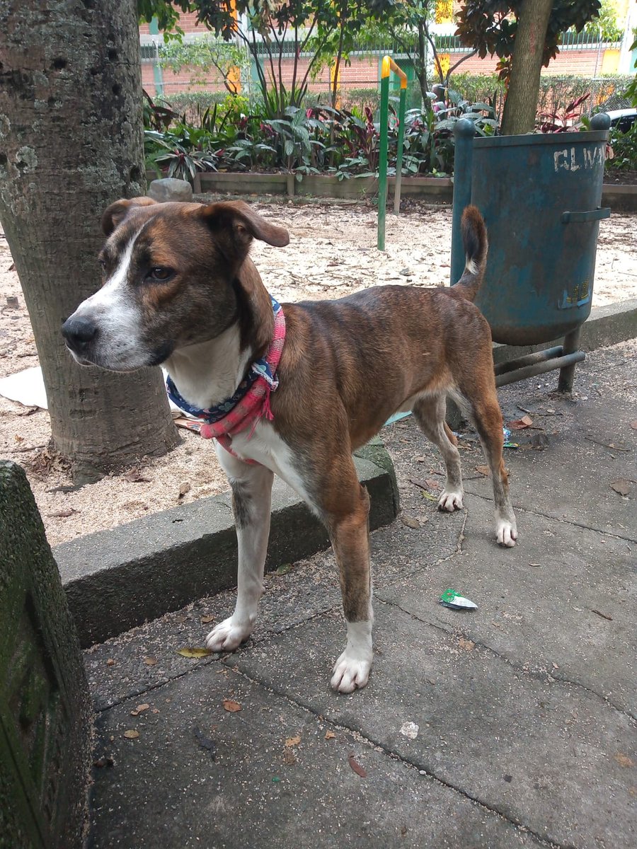 oiganaestas's tweet photo. Abandonaron a este muchacho en el parque de la Estación Floresta - Medellín, actualmente lo está cuidando una señora pero necesita urgente un hogar de paso que lo acoja mientras conseguimos su hogar definitivo. 

Teléfono de contacto: 3137279092 - Ángela. 

Por favor RT. https://t.co/yGWJNypCdm