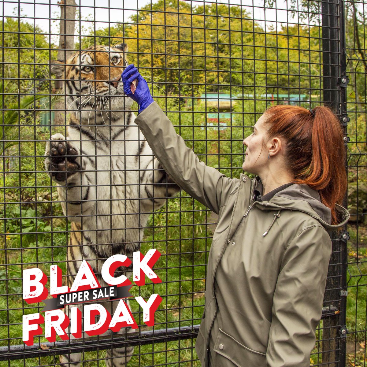 HertsZoo's tweet photo. ❗️Black Friday Super Sale is LIVE!❗️
🖤 25% OFF Selected Animal Experiences
🖤 25% OFF Selected Animal Adoptions
🧡 Sales will be running till midnight on Tuesday 29th of November.
#blackfriday #wildlife #zoo #animals #bigcats #tigers #lions #catsofintagram #sales https://t.co/y1u4mthbgm