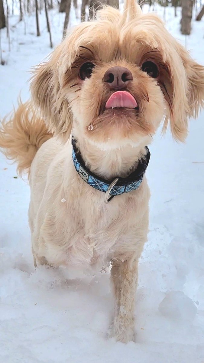 AgilitywAmanda's tweet photo. Happy #tongueouttuesday from Joey the Muppet 👅🐕

#dogtongue #dogtongueout #dogtongues #tongueouttuesdays #dogbleep #bleep #shipping #cutedog #dogface #dogfaces #muppetdog #sillydog https://t.co/ccwa0MPhLZ