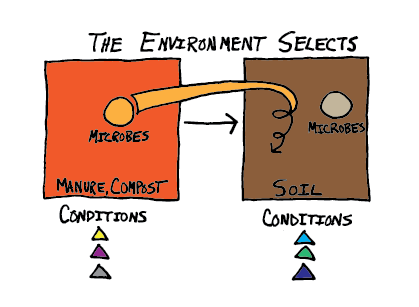 Do you think microbes in your manure, compost, or in their extracts, will help your soil? Think again.
They often don’t adapt well to the soil’s habitats and don’t compete well with native microbes. My latest...
csanr.wsu.edu/a-problem-with…