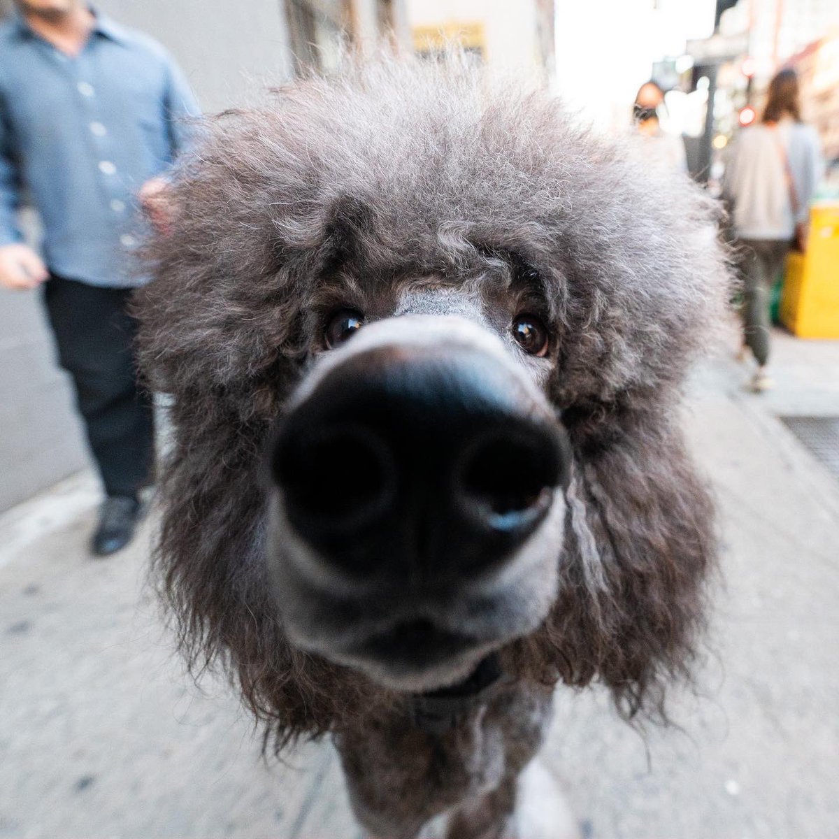 MAISON MARBLE】Poodle Fur Coat PRE ORDER] Dreamy Tweed Jacket