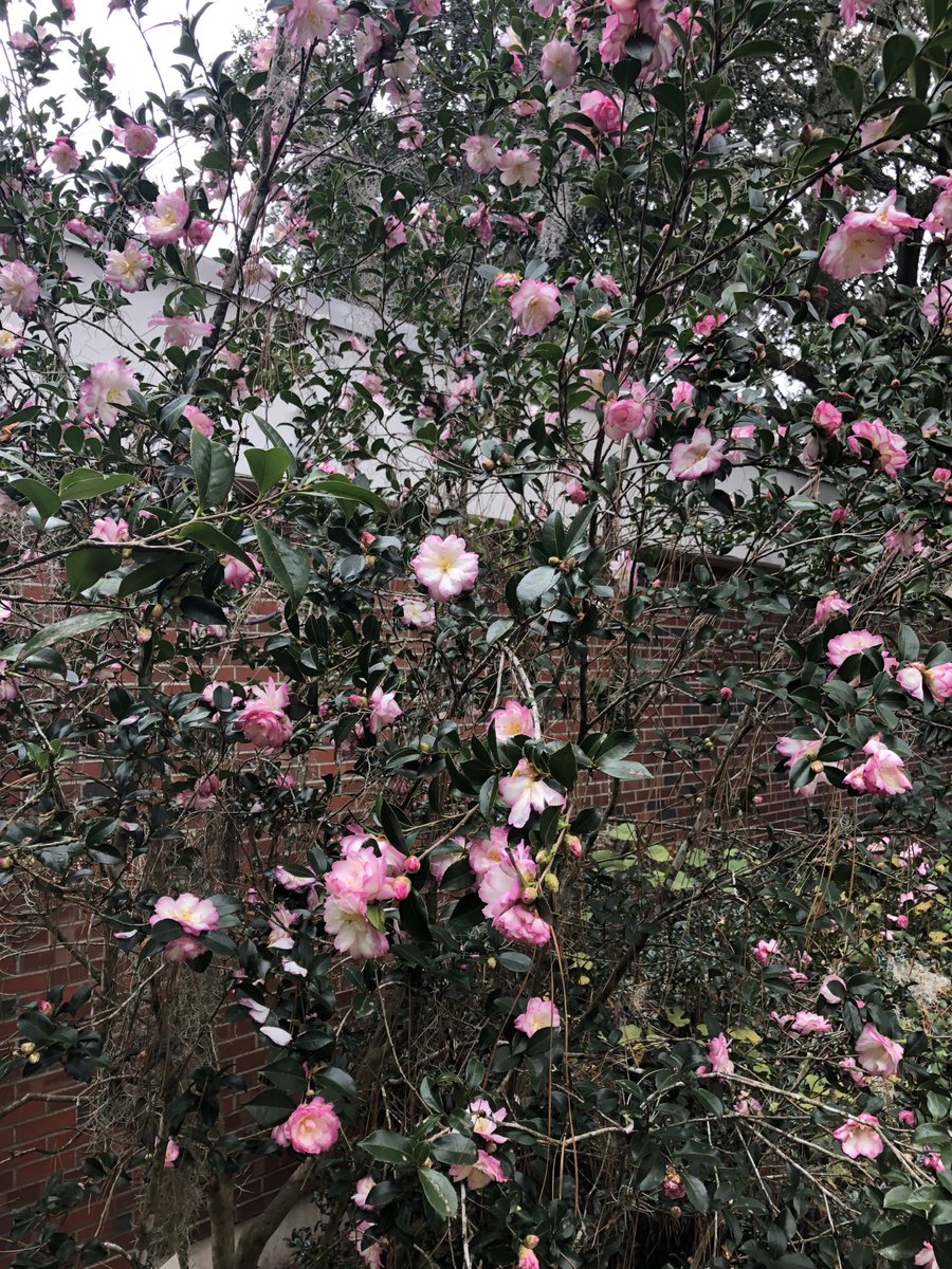 DrSaba's tweet photo. Beautiful shower of flowers from the Camellias! #gardening #Fifield https://t.co/SEDv9d1DGJ