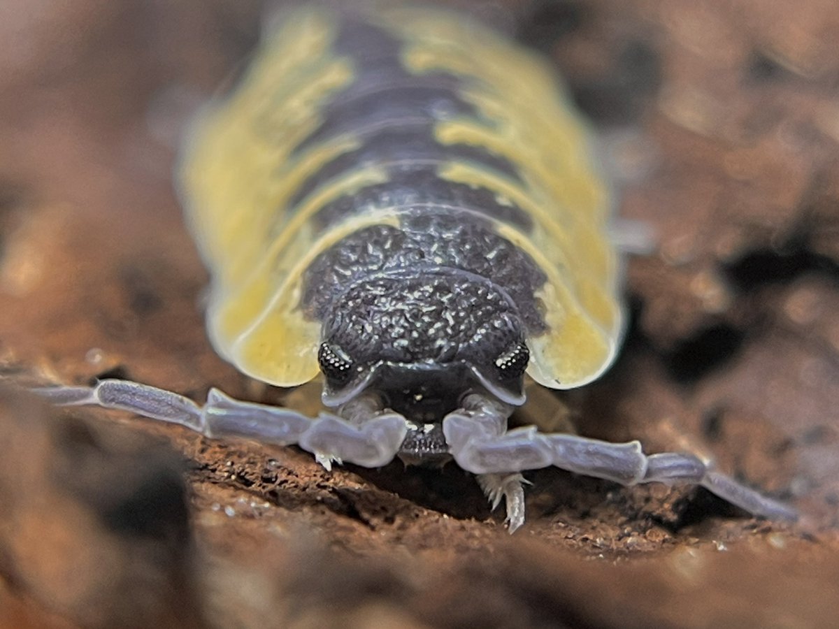 invertebrate tweet media