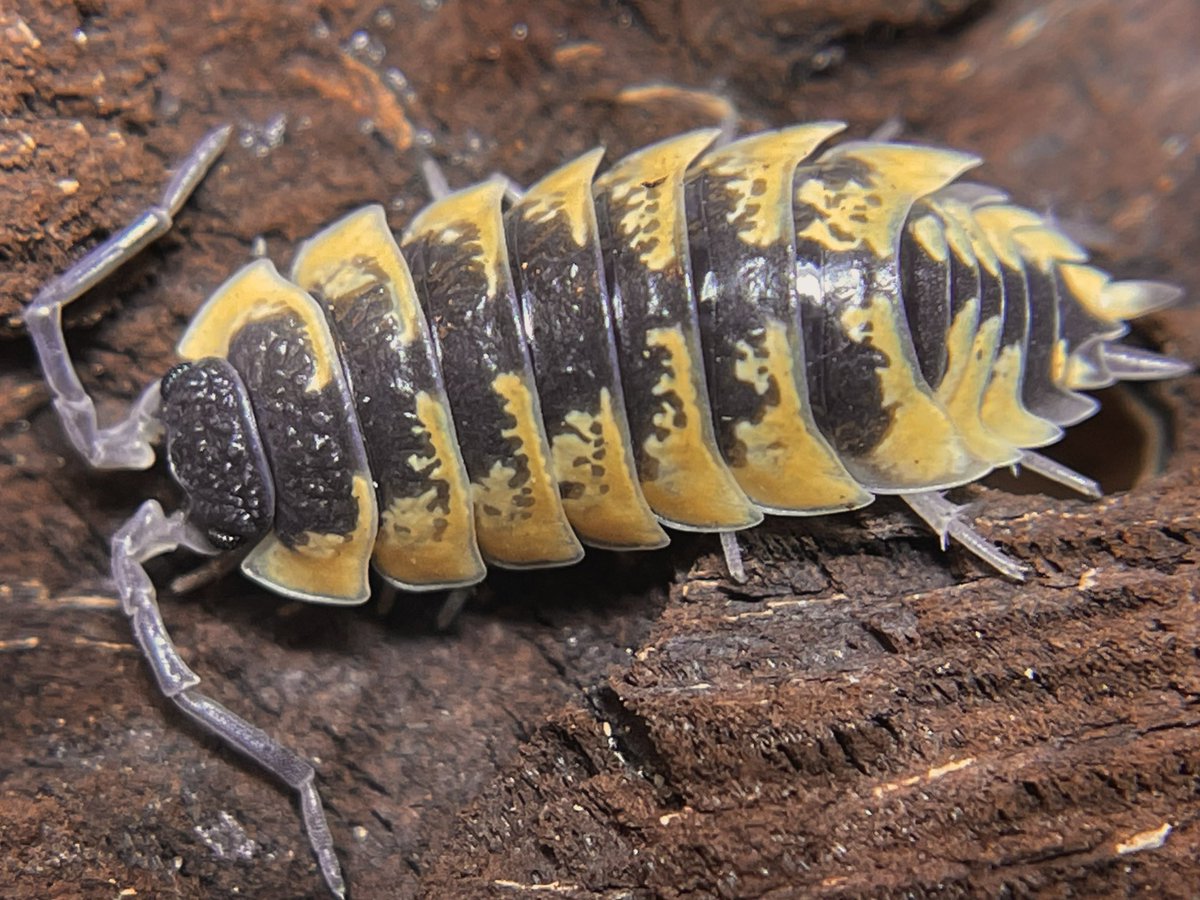 invertebrate tweet media