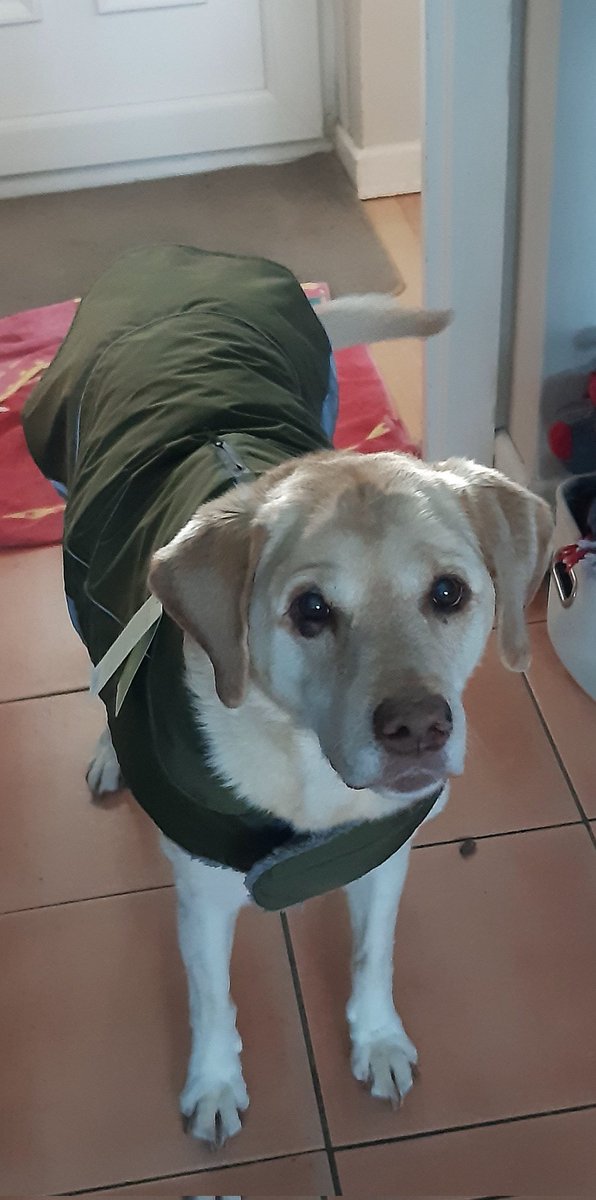 biscuit_bella's tweet photo. Got my new raincoat today. That should keep me dry with all this rain we're having lately https://t.co/i7Hq2PpjvZ