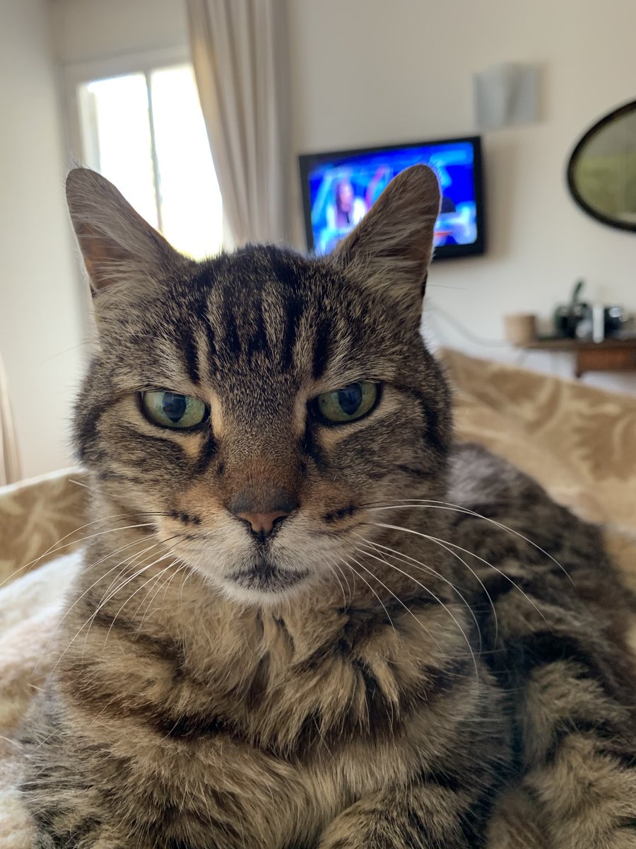 RealGypsyTheCat's tweet photo. Good morning ! https://t.co/INEa7DERdm