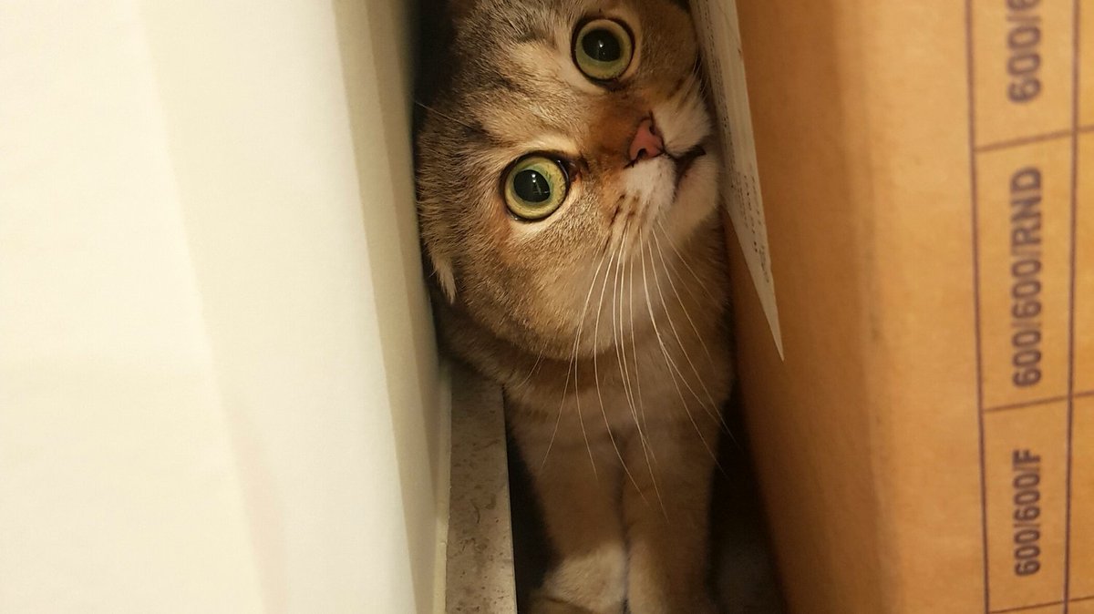 heeere's kitty...

#catsitting #catlovers #funnycat #petsitters