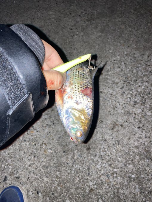 コノシロ釣れた!!シーバスはどこ!、 