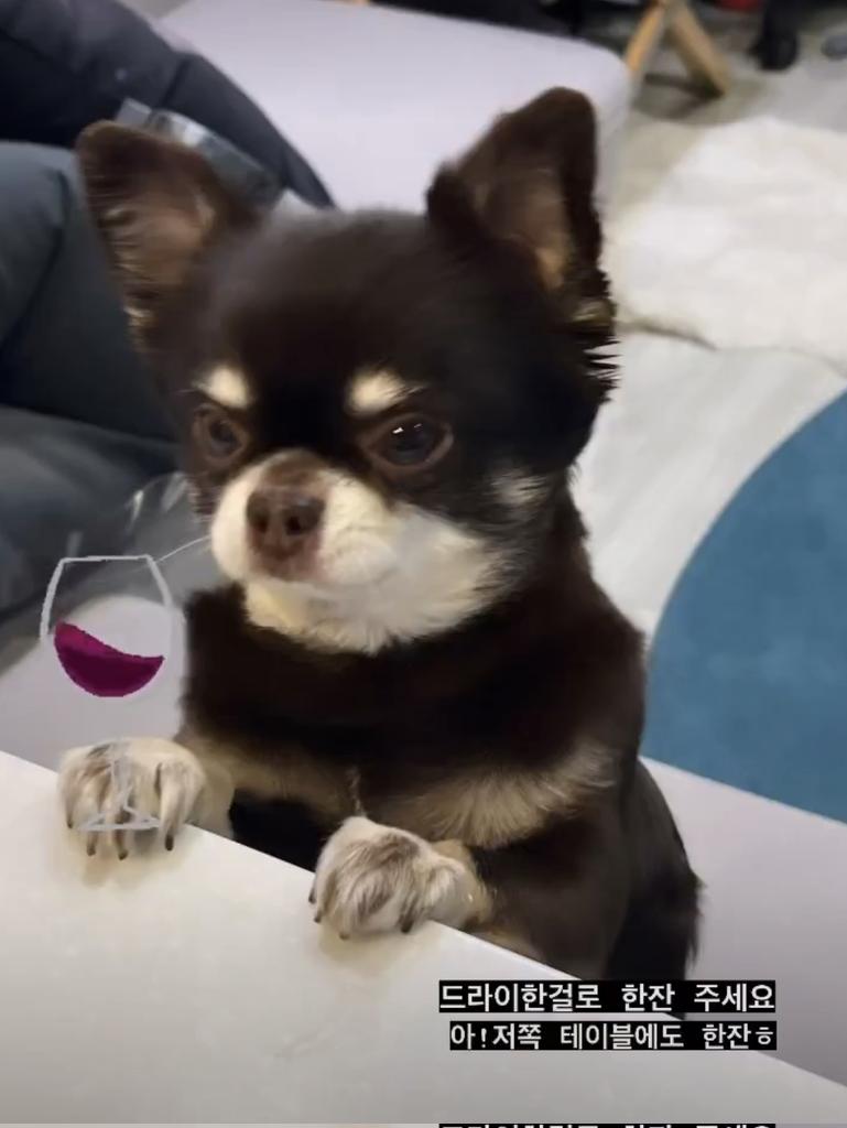 kiyooO_o's tweet photo. #김창민
Puppy Cocktail🥂
你要来一杯吗？（｡ӧ◡ӧ｡） https://t.co/hW3Y0vI80y