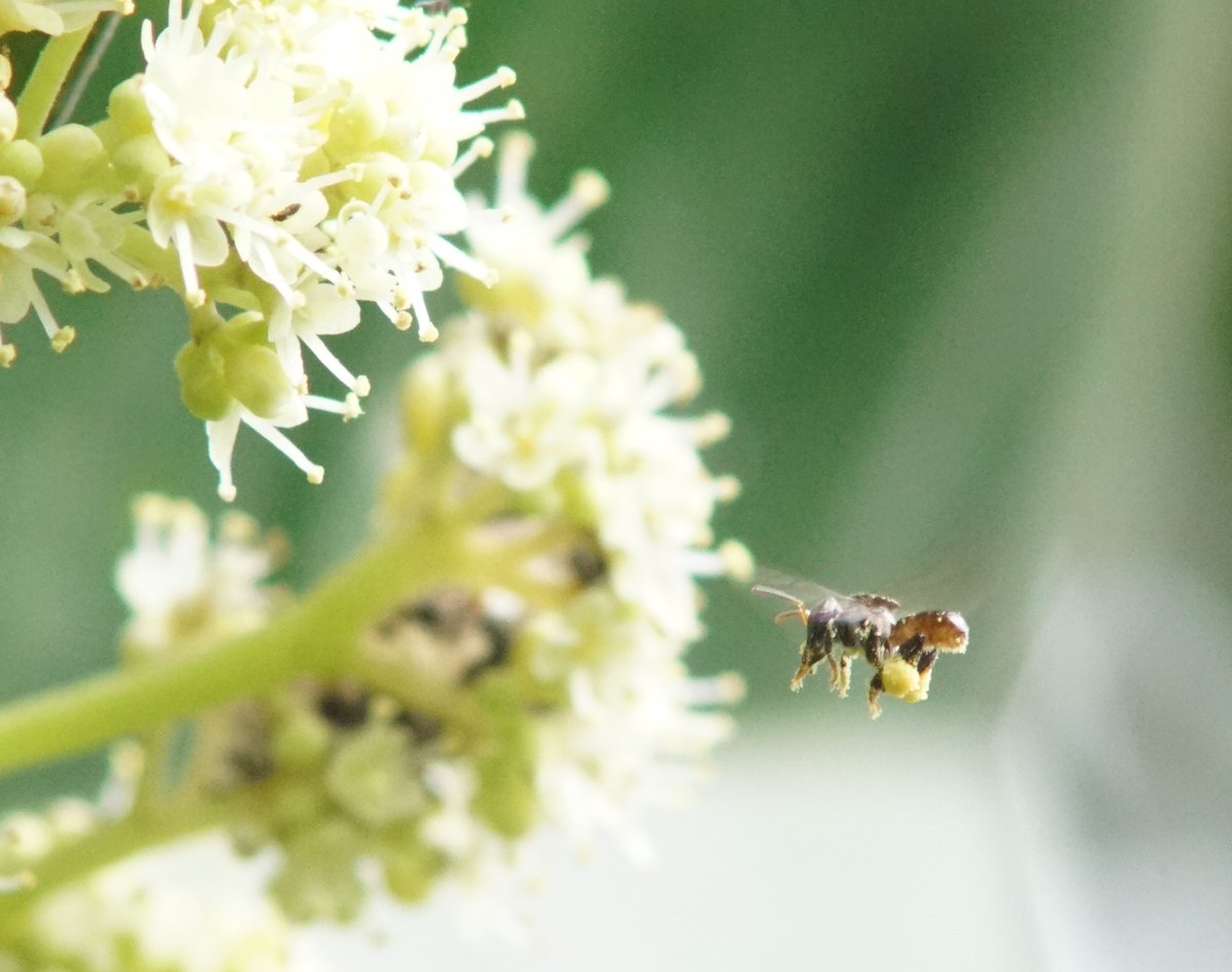 RutgersSEBS's tweet image. Andrew Aldercotte’s Fulbright-Funded Indonesian Pollinator Research, Taking Place at Rutgers-Affiliated Field Station
ow.ly/wAL050LL661
@RutgersU  #PollinatorResearch