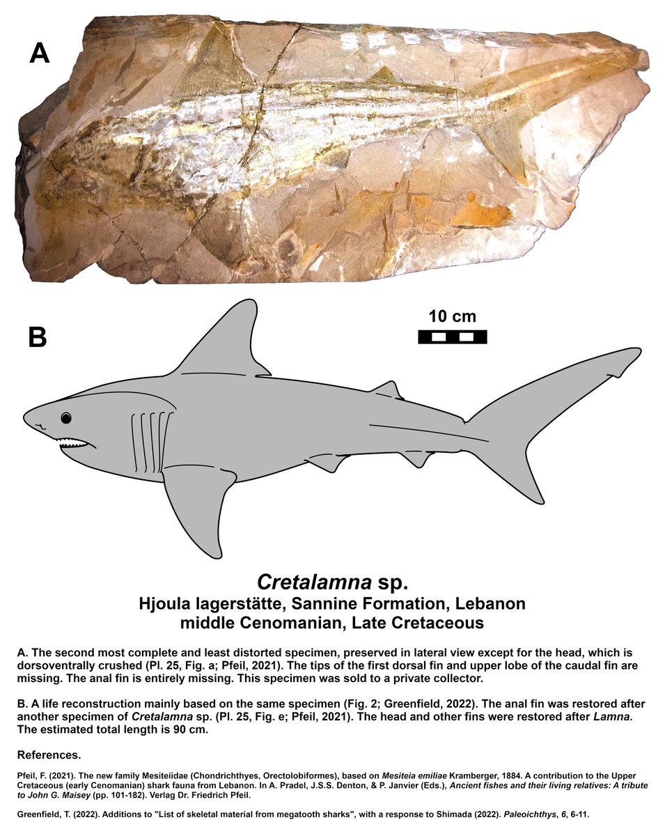 TylerGreenfieId's tweet photo. Photographs and reconstruction of the first complete body fossils of Cretalamna sp. https://t.co/k0PBNpeRYV