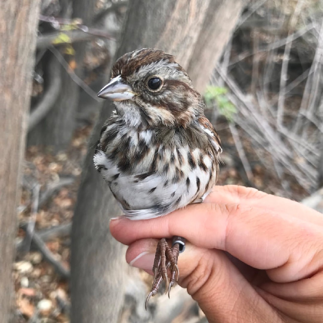 SFBBO's tweet photo. This bird we recently banded is more reddish than the typical Song Sparrows we get; he is probably a different subspecies, having hatched elsewhere and migrated to Coyote Creek Field Station. @FeatheredKatie
More #NotesFromTheStation: https://t.co/JJAHYsKisw https://t.co/a0Ql0RBzFD