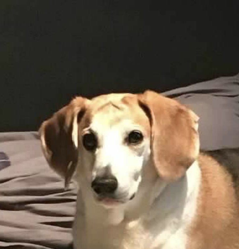 DebM4400's tweet photo. @beaglefacts @saidy23ok Buddy 🌈 had ample wrinkle cuteness storage https://t.co/oGEwF8wNHv