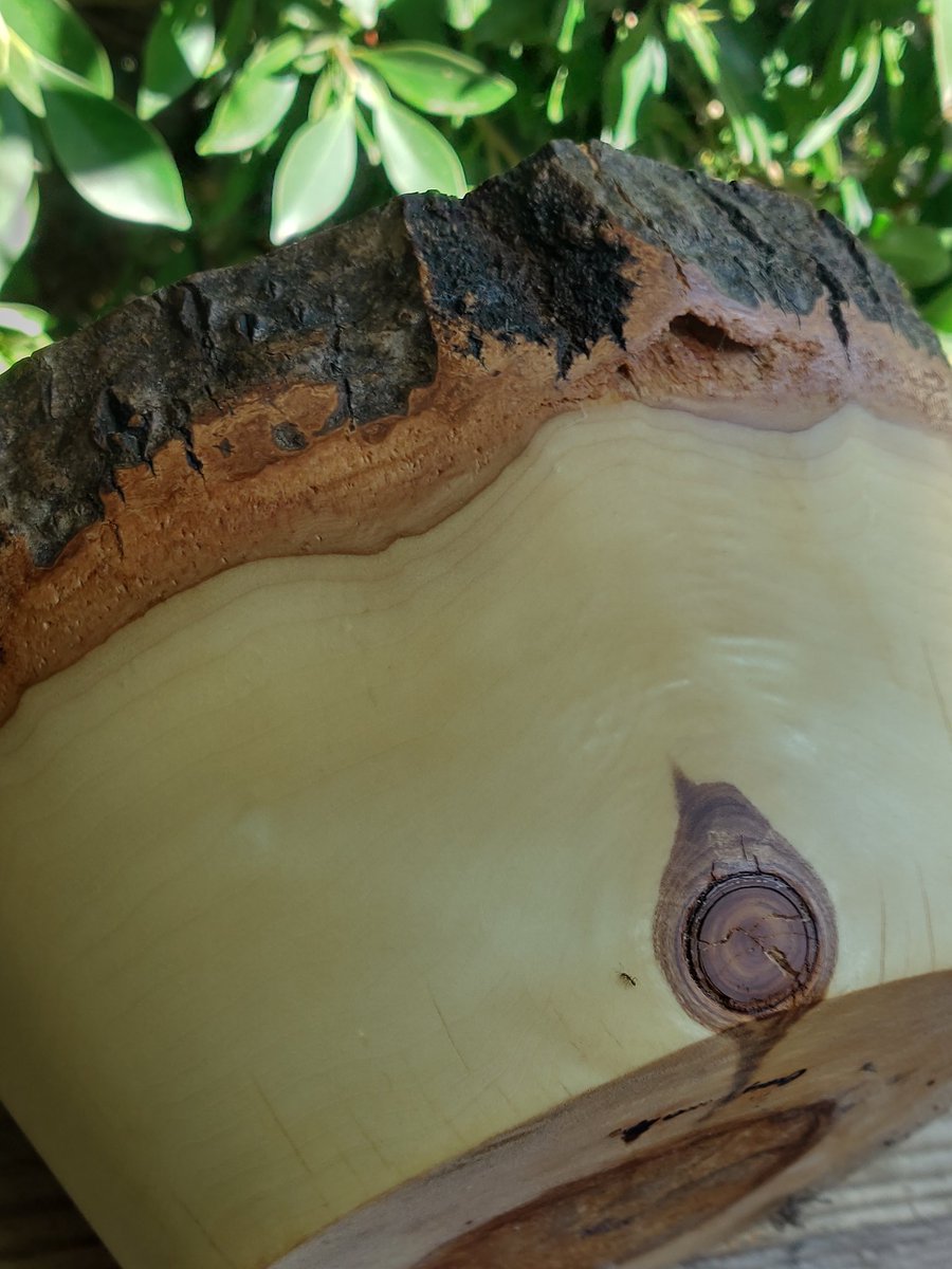 Aspen bowl from last year. Wood took on a translucency that I liked. https://t.co/1eao4xu3hu