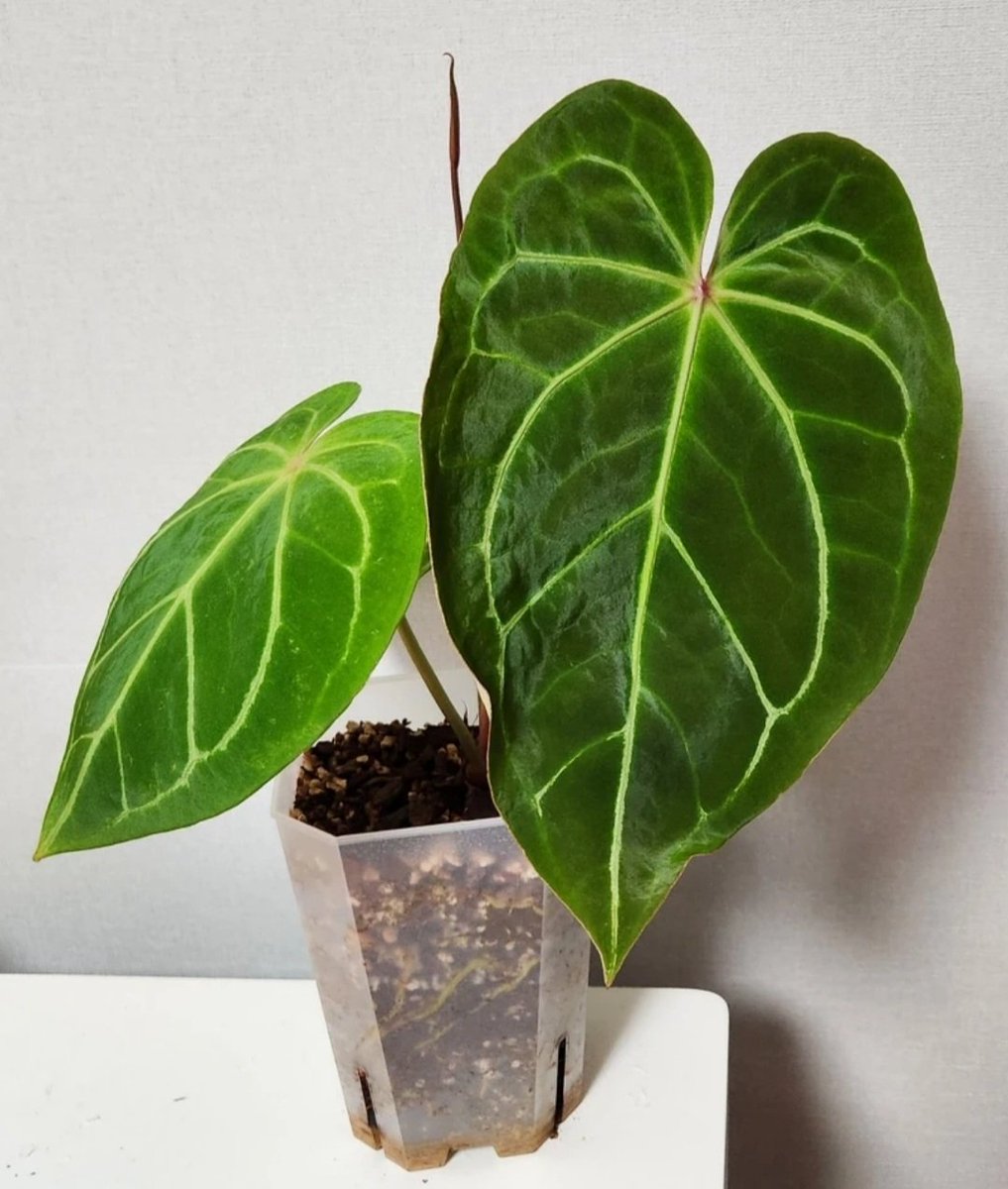 타지 당근 가서 진짜 예쁜 애를 찾았는데 이거를.........집까지..대중교통으로...들고올..자신이...없...다...