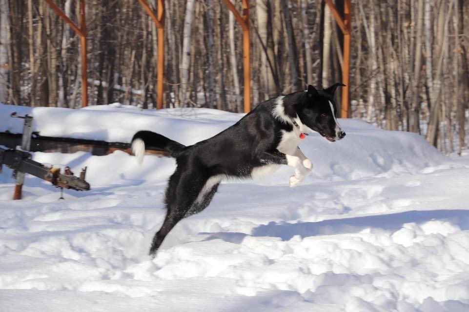 CPudel's tweet photo. To say Cooper likes the snow is an understatement!  He loves the snow! So do we!🐾❄️🇨🇦 @cottagelife @kawarthanow #cottagecountry #cottagedogs #cottagelifesub #kawarthanow #Ontario #winterfun White Lake, Douro-Dummer, ON with @stephenhladysh https://t.co/oleMKMH2cY