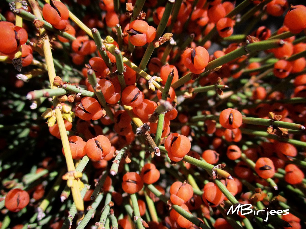 Maimoona Birjees tweet media