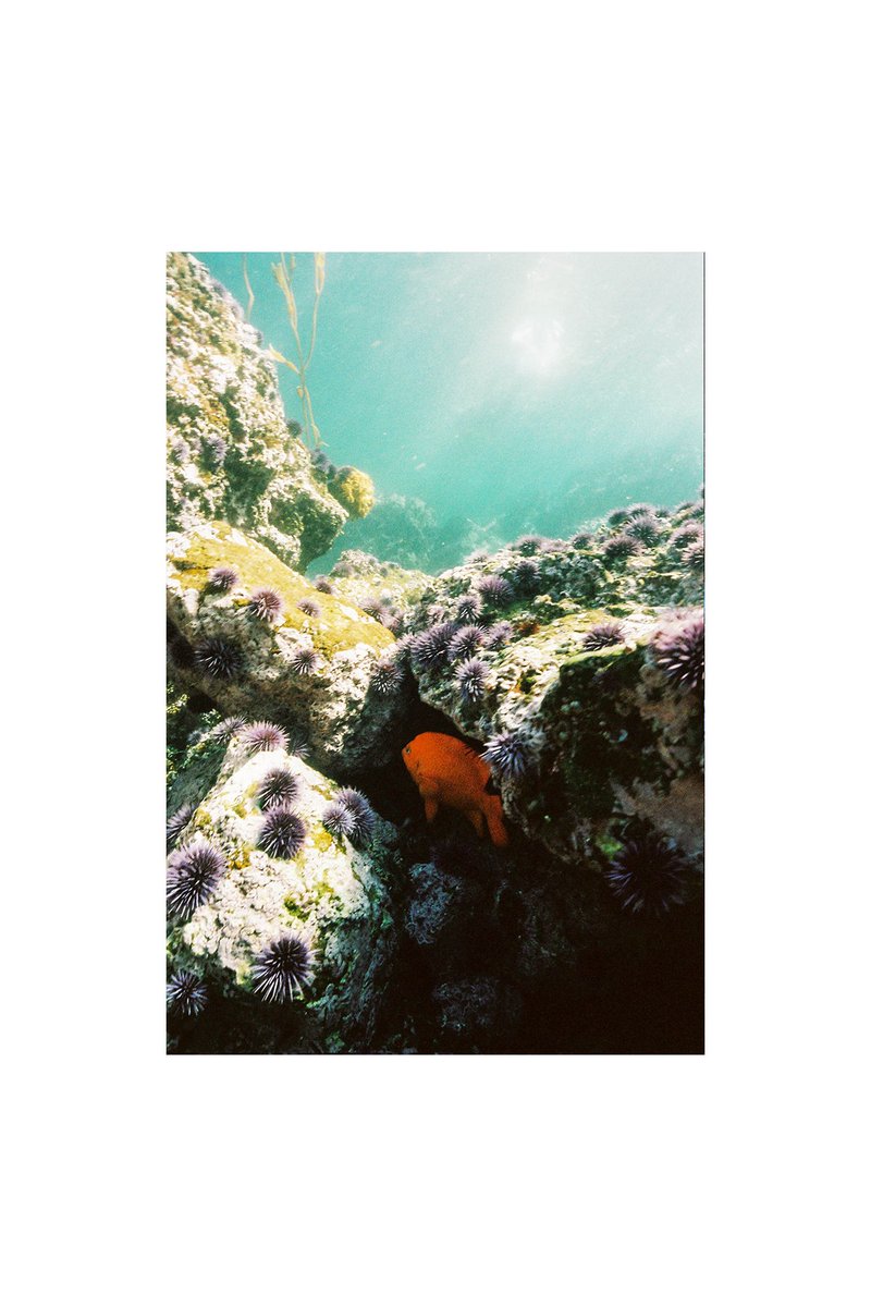 Rachel Sandquist tweet media