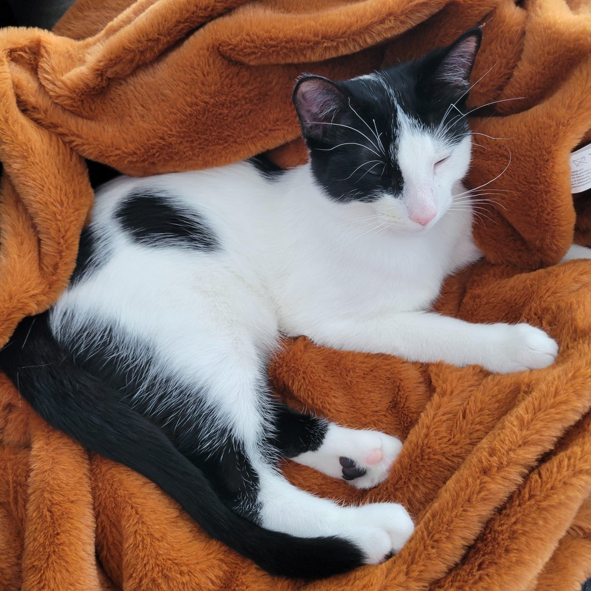 Why does my cat lick the top of my baby's head? (More in comments)