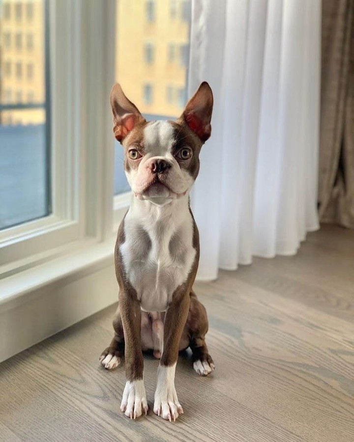 DogDeRue's tweet photo. On sort ?! 📸 https://t.co/BZDS98s0s1
.
dogderue⁣⁣ - Vêtements &amp; Accessoires pour chien⁣
.⁣⁣
#bostonterrier #bostonterriers #chien #dog #dogderue https://t.co/Q4tE1lm6Ch