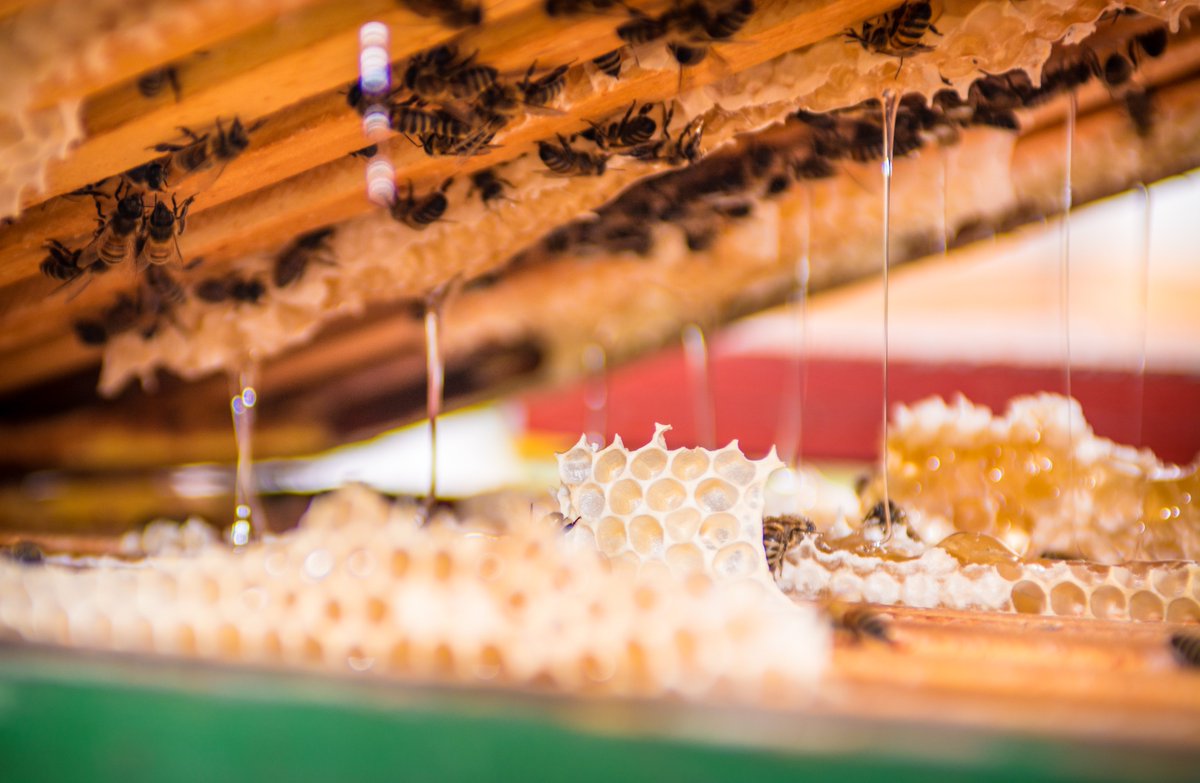 Wendell Estate Honey tweet media
