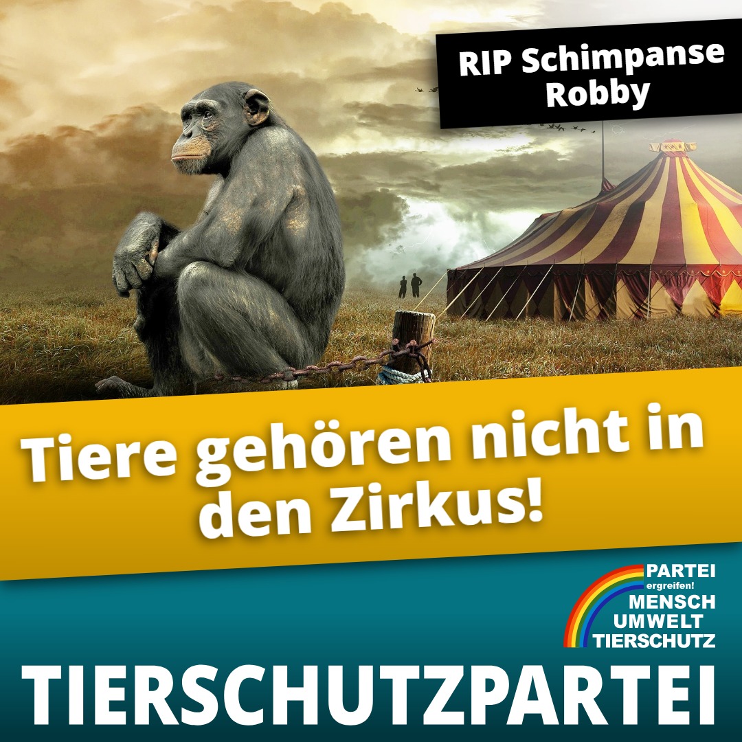 Tierschutzparte's tweet photo. #RestInPeace, Robby!
#Robby war der letzte #Schimpanse in Deutschland, der in einem Zirkus ausgenutzt & gequält wurde. Am 11. November starb er.
Wir können uns kaum vorstellen, wie viel Leid Tiere im #Zirkus ausgesetzt sind und was Robby alles erdulden musste.
#RIPRobby #RIP https://t.co/MsR4WCUaZd