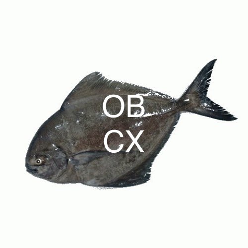 OBCX tweet media