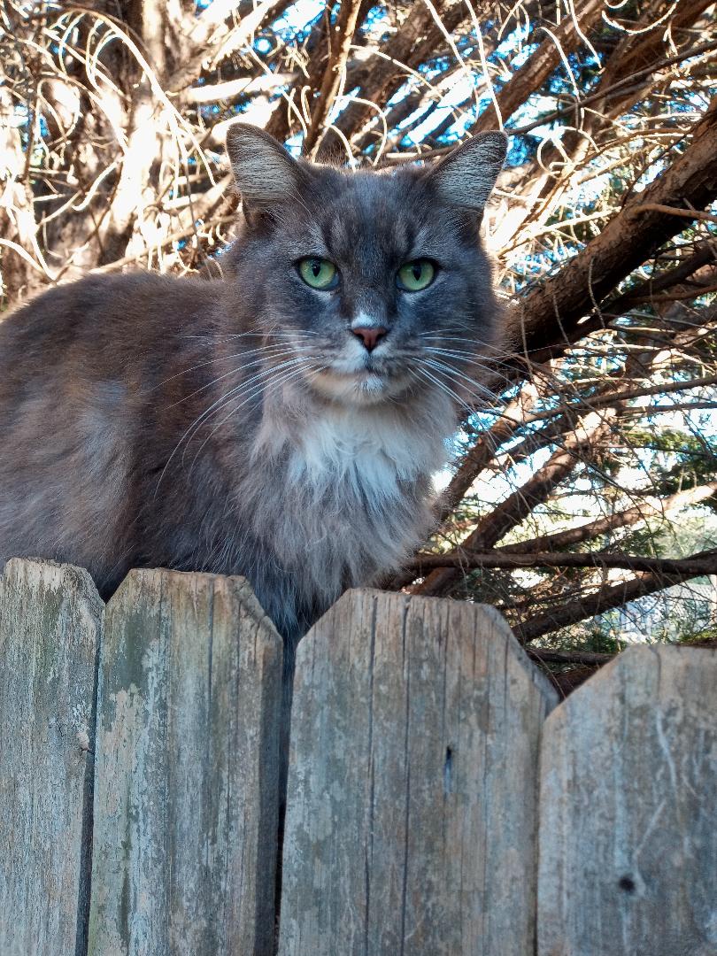 DaisyDeadhead's tweet photo. My spouse went to out to Easley, SC yesterday to meet an old friend and made a brand new friend 🐈‍⬛
... he lives in the woods nearby &amp; comes out to visit his old friend regularly 💖😍 #cats #catsoftwitter #graykitties https://t.co/WjLbxDYFu5