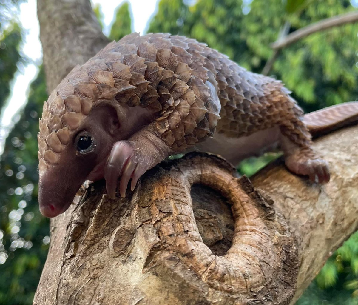 This little guy is our conservationist
Maria's latest rescue. He hasn't been
too well (raising pups and pangolins in
general isn't easy) but he's feeling
and looking much brighter and
stronger. We're so happy! 🙏🏻💚
#nft #niftypangolins #crypto #conservation #savepangolins