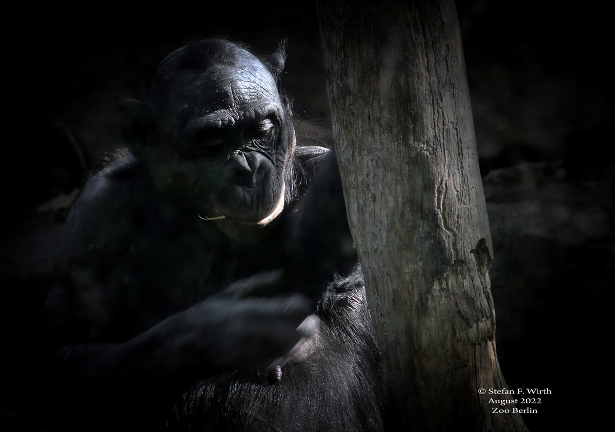 wirthstef's tweet photo. My latest extensive #photoproject at #Behance with zoo #animals (#ZooBerlin) about thoughts on topics #criticalflickerfusion #CFF,#temporal #resolution and #perceptionoftime in e.g. #bonobos,#Babirusas,Defassa #waterbucks or southern #groundhornbills. ©SFW
https://t.co/DaQcolfPwu https://t.co/BbwDwTnquO