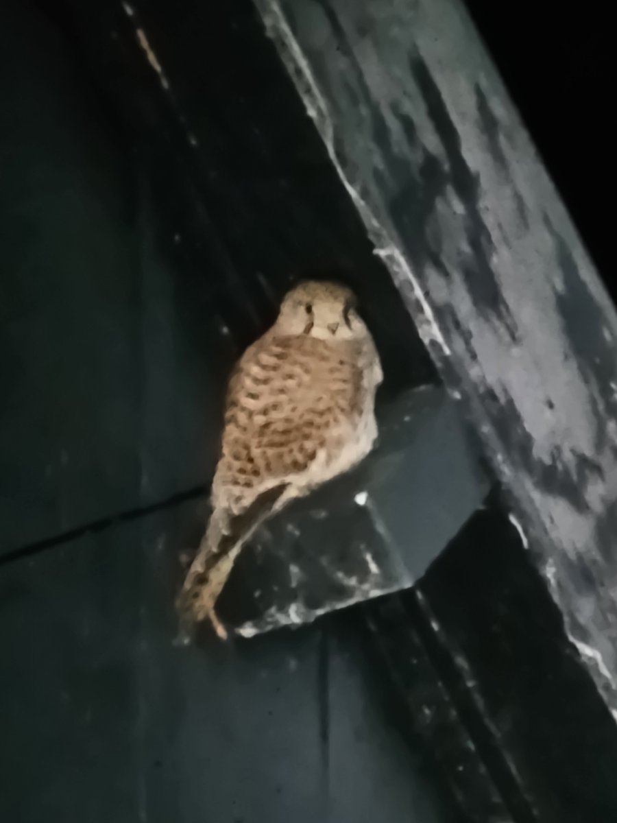 InspirAktie's tweet photo. Nog maar eens een tweet eruit sturen voordat de hele zaak hier in elkaar klapt.

Onze vaste bewoners.
Het torenvalkje heeft z'n roestplek tegen de schuur weer opgezocht, terwijl het ransuiltje z'n 'dag' net is begonnen.
Beiden zo gewend, dat ze gewoon blijven zitten. https://t.co/CkvdEssPGz