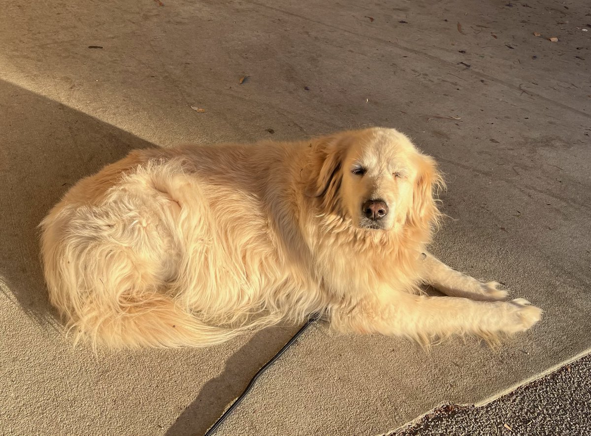 WA_Police's tweet image. This lovely Labrador was located just after 2am this morning out the front of the Empire Bar on Great Eastern Highway in Lathlain.

If you are the Labrador’s owner or now who is, please contact Kensington Police on 9474 7555.